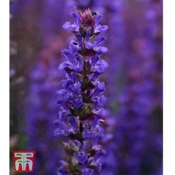 Small Best Value Perennial Collection -Eden Yard Zone PERE WKB8733 B