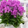 Phlox Paniculata 'Famous Purple' -Eden Yard Zone PHLO FAMPURPLE S35423