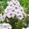 Phlox Paniculata 'Famous White Eye' -Eden Yard Zone PHLO FAMWHITEE S35415