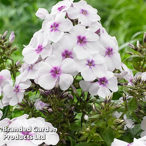 Phlox Paniculata 'Famous White Eye' 3 Phlox Paniculata 'Famous White Eye'