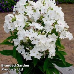 Phlox Paniculata 'Famous White Eye' 7 Phlox Paniculata 'Famous White Eye' -Eden Yard Zone PHLO FAMWHITE S35417