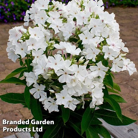 Phlox Paniculata 'Famous White Eye' 4 Phlox Paniculata 'Famous White Eye' - Image 2