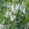 Physostegia Virginiana 'Crystal Peak White' -Eden Yard Zone PHYS CRYSTPEWH S07947