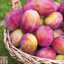 Apple & Plum Duo -Eden Yard Zone PLUM CWW3217 A