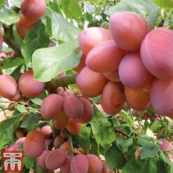 Plum 'Opal' -Eden Yard Zone PLUM CWW3369 B