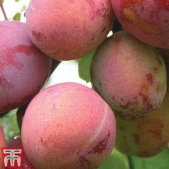Plum 'Opal' -Eden Yard Zone PLUM CWW3369 C