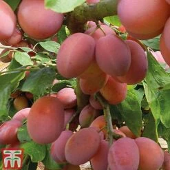 Plum 'Opal' -Eden Yard Zone PLUM CWW3369 E