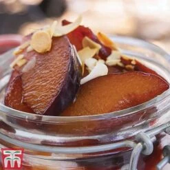 Plum 'Opal' -Eden Yard Zone PLUM CWW3369 F