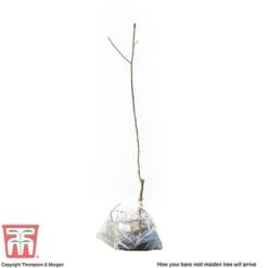 Plum 'Opal' -Eden Yard Zone PLUM CWW3369 S