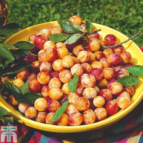 Plum 'Mirabelle De Nancy' 3 Plum 'Mirabelle De Nancy'