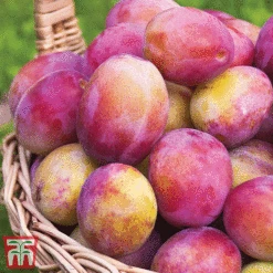 Favourite Fruit Tree Collection -Eden Yard Zone PLUM KA7999 C