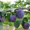 Plum 'Black Amber' (Mini Fruit Tree) -Eden Yard Zone PLUM T10632 A