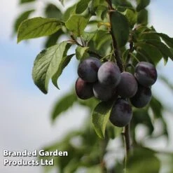 Plum 'Black Amber' (Mini Fruit Tree) 10 Plum 'Black Amber' (Mini Fruit Tree) -Eden Yard Zone PLUM T10632 C