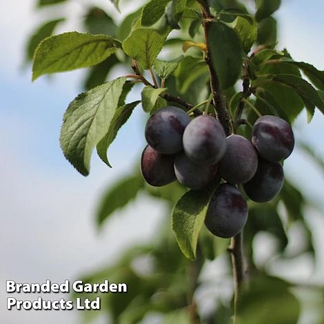 Plum 'Black Amber' (Mini Fruit Tree) 5 Plum 'Black Amber' (Mini Fruit Tree) - Image 3