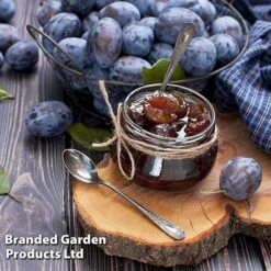 Plum 'Black Amber' (Mini Fruit Tree) 11 Plum 'Black Amber' (Mini Fruit Tree) -Eden Yard Zone PLUM T10632 D