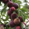 Plum 'Marjorie's Seedling' -Eden Yard Zone PLUM T65363P A h