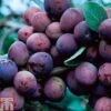 Plum 'Czar' -Eden Yard Zone PLUM TKA0850 A
