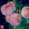 Plum 'Avalon' -Eden Yard Zone PLUM TKA1951 A