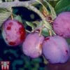 Plum 'Guinevere' -Eden Yard Zone PLUM TKA1953 A