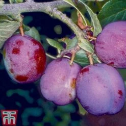 Plum 'Guinevere'