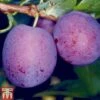 Plum 'Herman' -Eden Yard Zone PLUM TKA1955 A