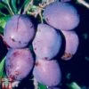 Plum 'Rivers's Early Prolific' -Eden Yard Zone PLUM TKA1959 A