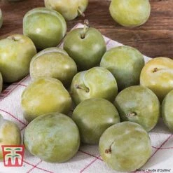 Plum Duo Patio Fruit Trees 8 Plum Duo Patio Fruit Trees -Eden Yard Zone PLUM WKB1986TM A