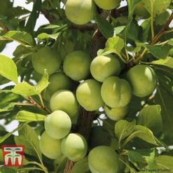 Plum Duo Patio Fruit Trees 9 Plum Duo Patio Fruit Trees -Eden Yard Zone PLUM WKB1986TM B