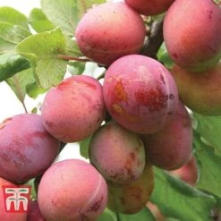 Plum Duo Patio Fruit Trees 10 Plum Duo Patio Fruit Trees -Eden Yard Zone PLUM WKB1986TM C