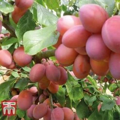 Plum Duo Patio Fruit Trees 11 Plum Duo Patio Fruit Trees -Eden Yard Zone PLUM WKB1986TM D