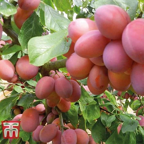 Plum Duo Patio Fruit Trees 7 Plum Duo Patio Fruit Trees - Image 5