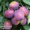 Plum 'Jubilee' -Eden Yard Zone PLUM JUBILEEBU KB2568