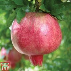 Pomegranate 'Provence' -Eden Yard Zone POME T14152 A