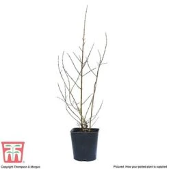 Pomegranate 'Provence' -Eden Yard Zone POME T14152 C