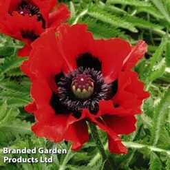 Poppy Oriental Collection 8 Poppy Oriental Collection -Eden Yard Zone POPP MH 83483 B