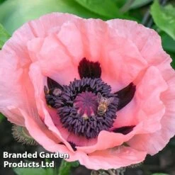 Poppy Oriental Collection 10 Poppy Oriental Collection -Eden Yard Zone POPP MH 83483 D