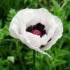 Poppy 'Royal Wedding' 1 Poppy 'Royal Wedding' -Eden Yard Zone POPP T58282 A h