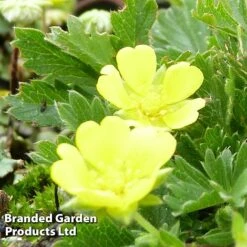 Potentilla Neumanniana -Eden Yard Zone POTE KC9134 B
