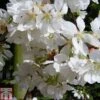Prunus 'Snow Showers' 1 Prunus 'Snow Showers' -Eden Yard Zone PRUN TKA0863 A