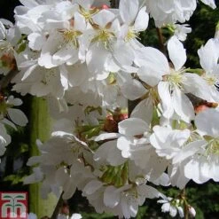 Eden Yard Zone 21 Prunus 'Snow Showers'