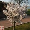 Prunus 'The Bride' -Eden Yard Zone PRUN TKA1805 A