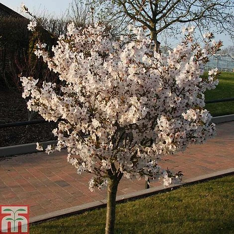 Prunus 'The Bride' 3 Prunus 'The Bride'