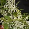 Prunus Padus 'Le Thoureil' -Eden Yard Zone PRUN TKA2119 A