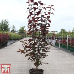 Prunus Cerasifera 'Nigra' -Eden Yard Zone PRUN TKA3384 A