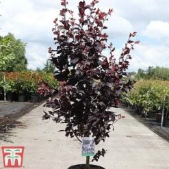 Prunus Cerasifera 'Nigra' -Eden Yard Zone PRUN TKA3384 C
