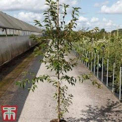 Prunus X Incam 'Okamé' 5 Prunus X Incam 'Okamé' -Eden Yard Zone PRUN TKA3398 A