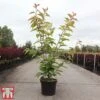 Prunus 'Kanzan' -Eden Yard Zone PRUN TKA3402 A