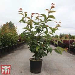 Eden Yard Zone -Eden Yard Zone PRUN TKA3402 B