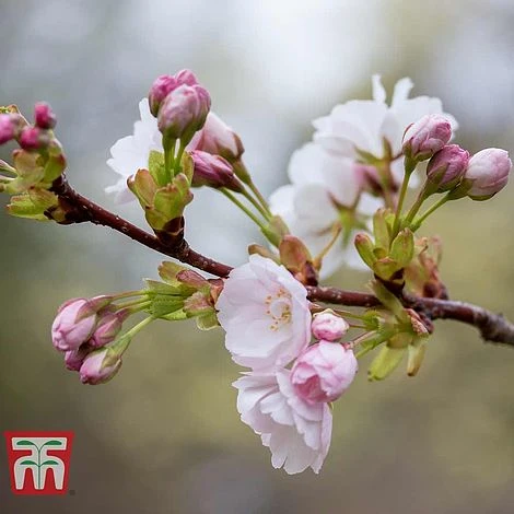 Prunus 'Amanogawa' 4 Prunus 'Amanogawa' - Image 2