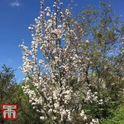 Prunus 'Amanogawa' 13 Prunus 'Amanogawa' -Eden Yard Zone PRUN t45446 E1